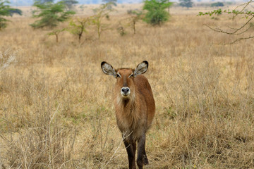 Safari I