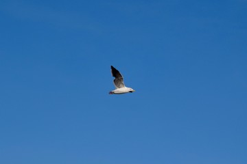 Western Gull in flight- Seaside, Oregon