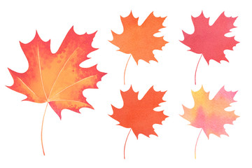 Red, yellow and orange autumn maple leaves. Isolated watercolor illustration. Fall foliage.