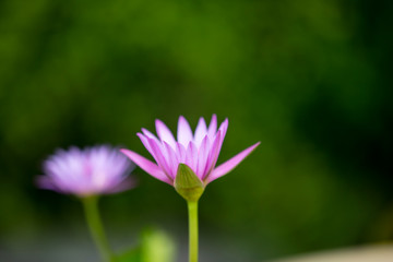 Beautiful pink Lotus flower or water lily