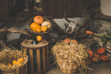 Autumn Pumpkin Thanksgiving and Halloween Background - orange pumpkins over wooden table. Toned Image.