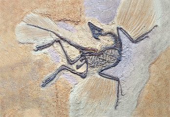 Archaeopteryx Fossils. Archaeopteryx lithographica, Sinosauropteryx is the first dinosaurto be...