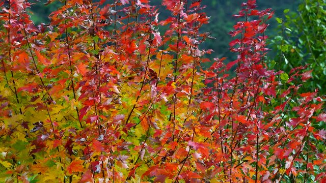 Autumn, MAPLE - ARCE, Spain, Europe