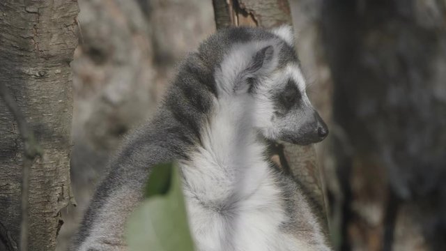 Ring-tailed Lemur Lemur catta sits under a tree and looks away.