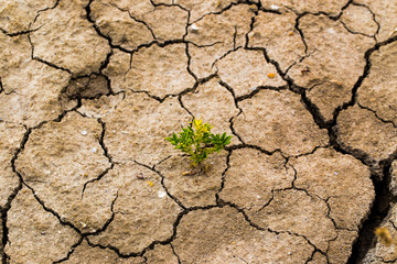 Earth Tones, Textures and Life