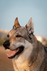 A domestic wolf on the beach. Sunset in Cunit, Tarragona.