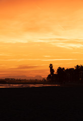 Fototapeta premium Perfect Sunset Palm trees in unit, Barcelona