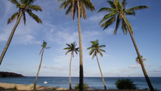 A daylight shot with a panning view of the sandy beach up into the tall coconut trees swaying in the wind against the light blue skies.