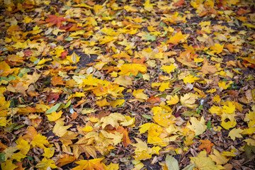 Autumn leaves covering the ground
