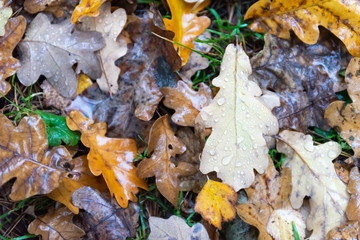 Autumn leave. Yellow leaves on the ground with water droplets. Oak leaves after leaf fall in the rain.
