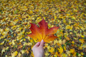 Autumn leaf in hand
