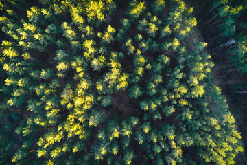 Summer landscape, green forest from above during sunrise.