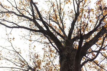 Oak in October. An old oak with the last yellow leaves. Foreshortening from the bottom up, through the branches.