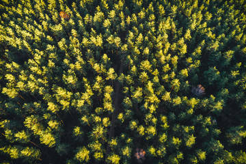 Summer landscape, green forest from above during sunrise.