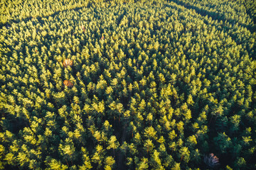 Summer landscape, green forest from above during sunrise.