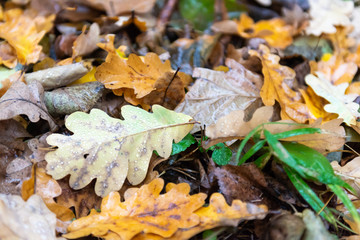 Autumn leave. Yellow leaves on the ground with water droplets. Oak leaves after leaf fall in the rain.