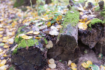 Old logs in the woods. Moss on rotten logs in the woods. Autumn and leaves around.