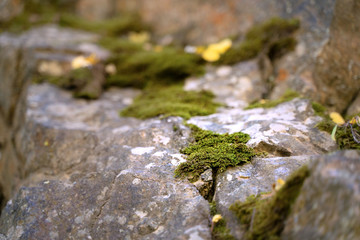Moss on stone