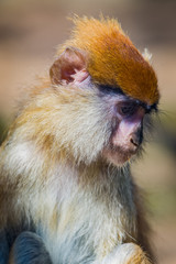 macaque monkey face