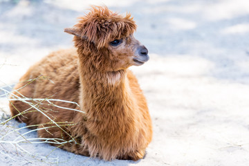 lama in the zoo