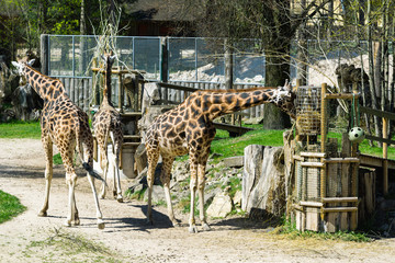 Giraffes in the zoo