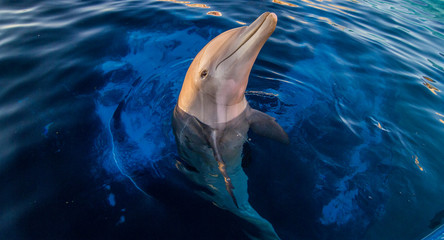 Fototapeta premium One dolphin pokes head out of the water