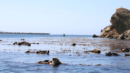 Morro Bay Otters 
