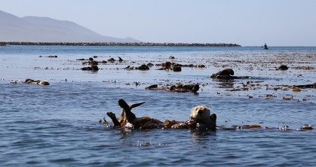 Morro Bay Otters 