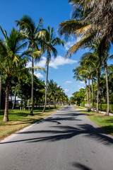 Obraz na płótnie Canvas Palm Route