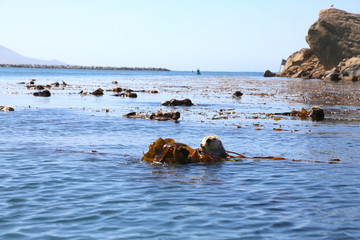 Morro Bay Otters 