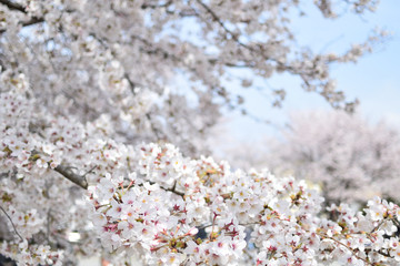 Cherry blossom in spring season