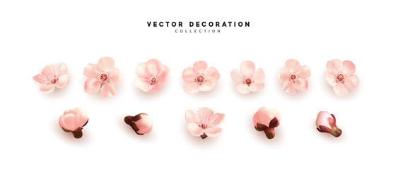 Flower flowering against isolated on white background. Blooming flower buds. Design of realistic pink floral buds. © lauritta