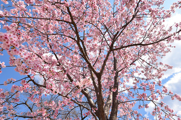 Cherry blossom in spring season
