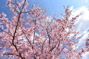 Cherry blossom in spring season