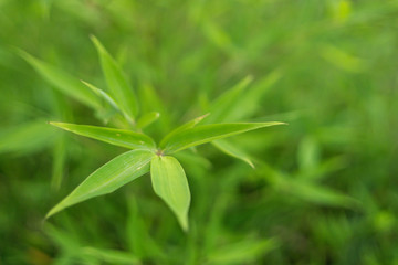 Leaves