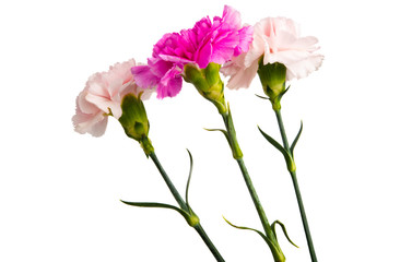 Naklejka na ściany i meble carnation flower isolated