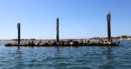 Morro Bay Sea-lions 