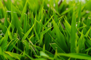 Leaves