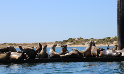 Morro Bay Sea-lions 