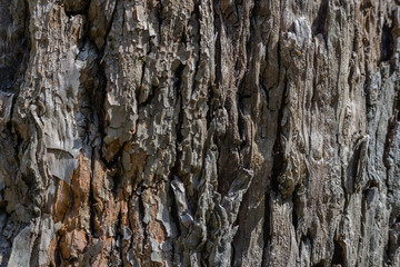 tree bark