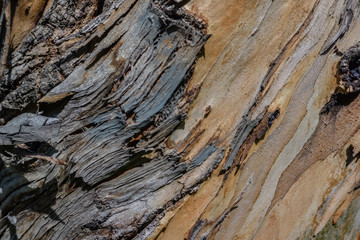 bark of a tree