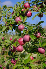 Apples on trees with green leaves on a sunny day outdoors.