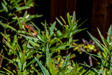 Milkweed plant for monarch butterfly 