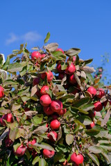 Apples on trees with green leaves on a sunny day outdoors.