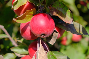 Apples on trees with green leaves on a sunny day outdoors.