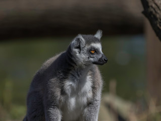 ring tail lemur at living treasures animal park 