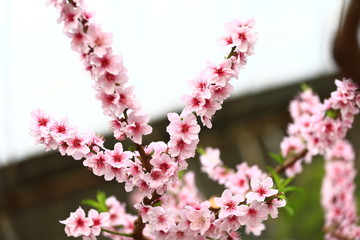 Beautiful peach blossom
