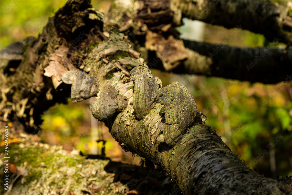 Sticker Mushrooms That Grow in Tree Bark