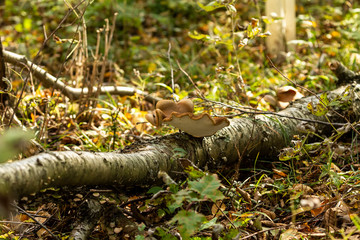  mushrooms on the tree in autumn forest