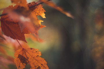 Ornage colored Maple leafs in the Fall